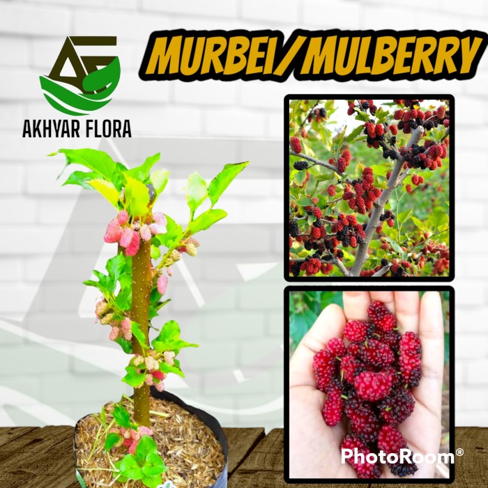 BERKUALITAS Tanaman Buah Murbei Bibit Buah Murbei