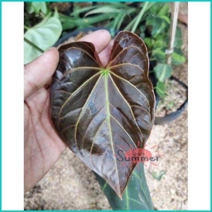 TERBAIK PROMO Anthurium Regale Peru Cutting Tunas - Tanaman Hias Bibit
