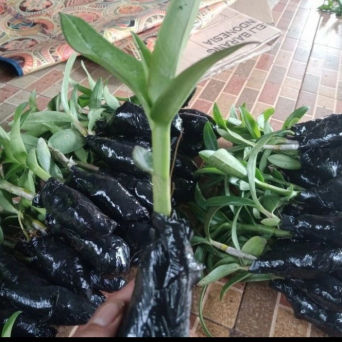 OBRAL promo tanaman hias bibit anggrek-pohon bunga anggrek hitam Papua