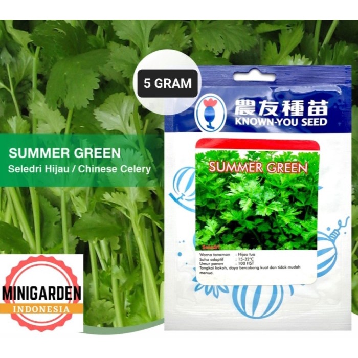 TERPERCAYA Pack 7 Gram Benih Seledri Summer Green KNOWN YOU SEED F1 Bibit Tanaman