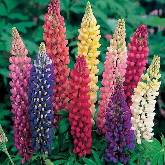TERBAIK Bibit Bunga Lupine Mix Colour Tanaman Hias Cantik Penghias Kebun