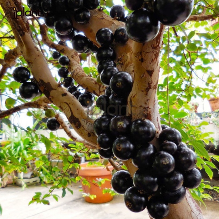 TERLENGKAP bibit tanaman buah anggur brazil jaboticaba sabara - anggur brazil