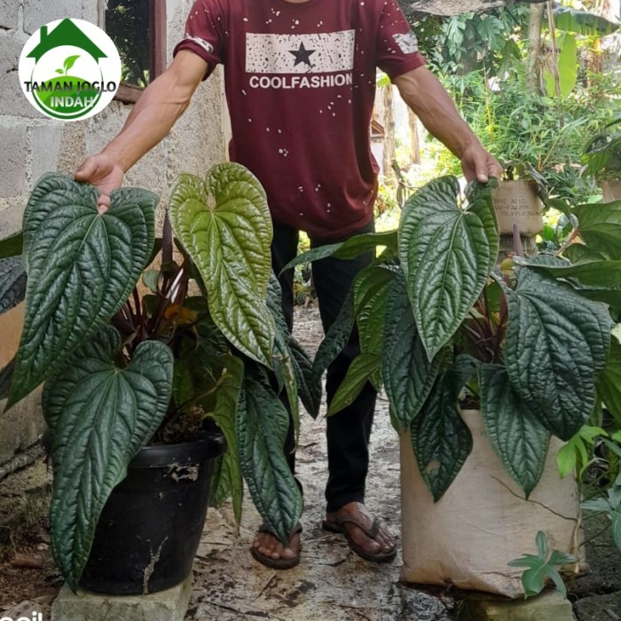 Tanaman hias anthurium sirih daun jumbo mo