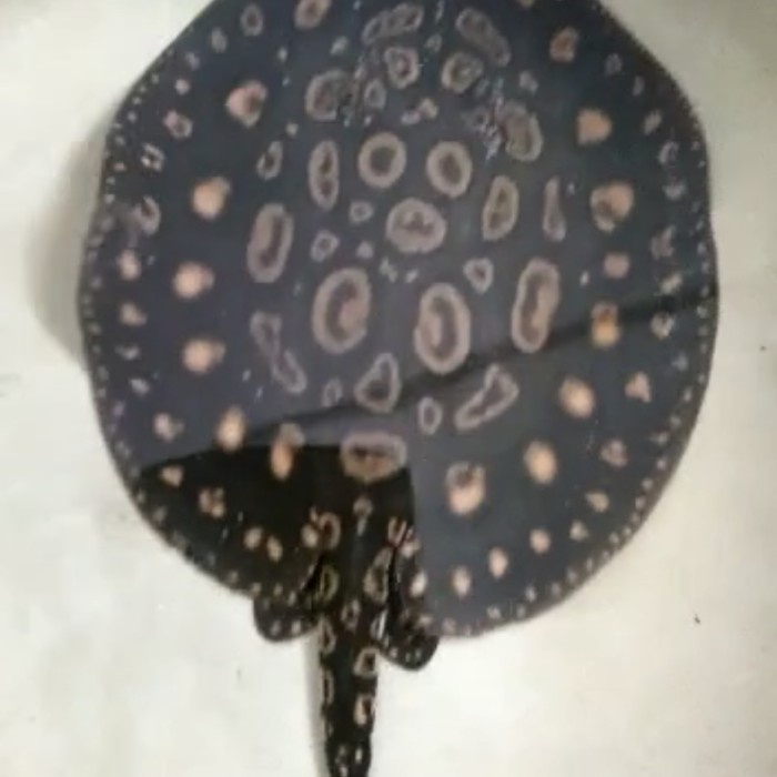 Pari Black diamond hb / pari bd hb diameter 18cm