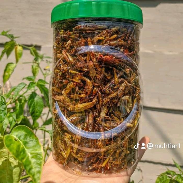 

belalang goreng utis kecil kemasan toples sosis jumbo rasa pedas