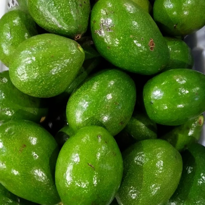 HJK Buah Alpukat Mentega Gurih/Manis Fresh