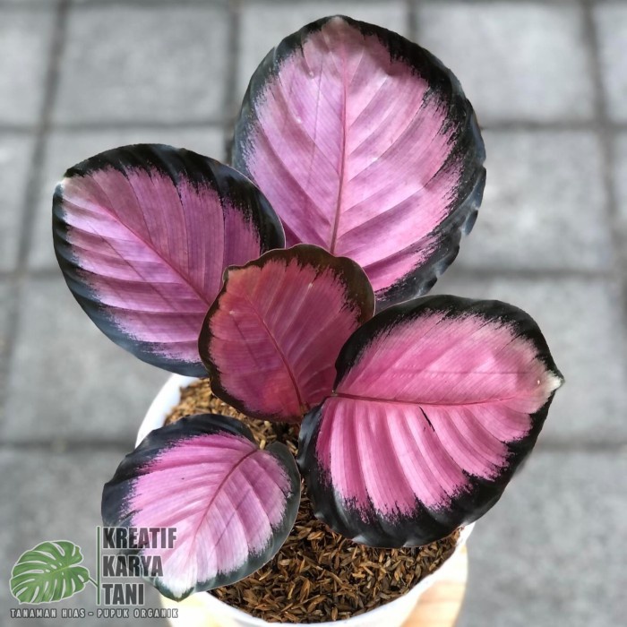 Sale Terbatas Tanaman Hias Calathea Crimson - Calatea Crimson Roseopicta Aman