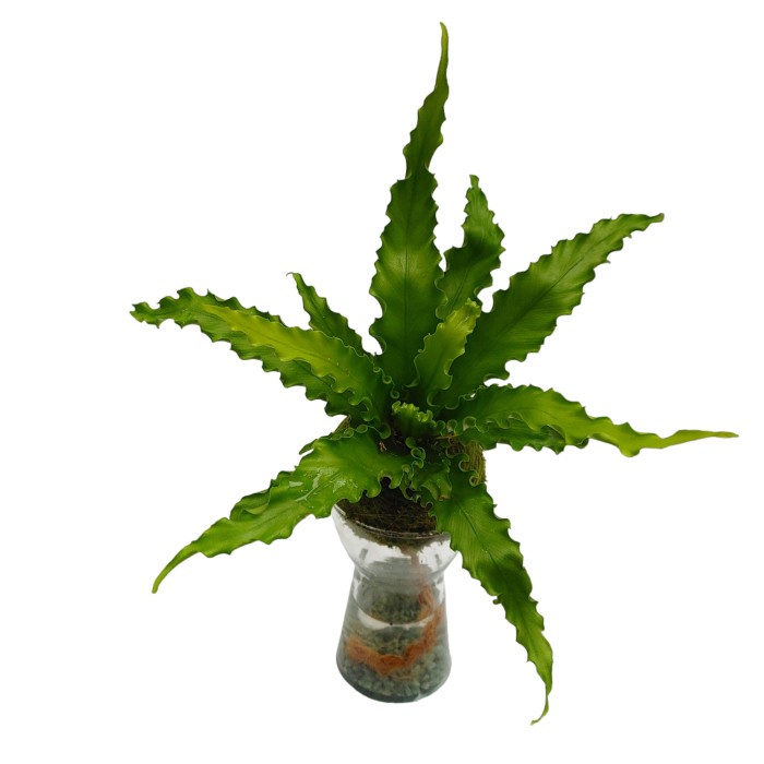 Promo Terbatas Sip'N'Dip - Asplenium Antiquum Kadaka Osaka Aman