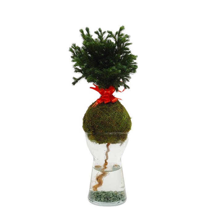 Sale Terbatas Sip'N'Dip - Silver Blue Juniper Bonsai Aman