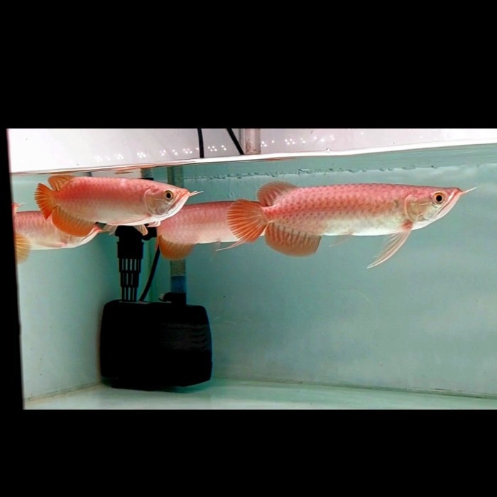 ikan arwana super red 100% chili lengkap serti + chip