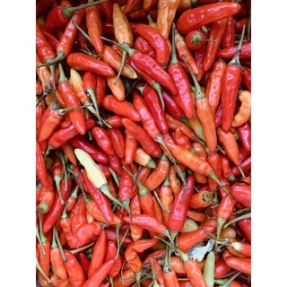 

[DAPUR EXPRESS] Cabe Rawit Merah.