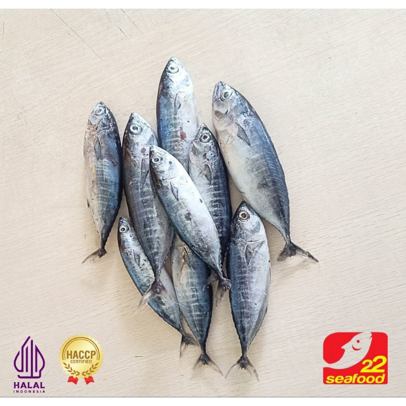 

Ikan Baby Tuna 1 kg / Baby Tuna Beku Kapal / Seafood 22