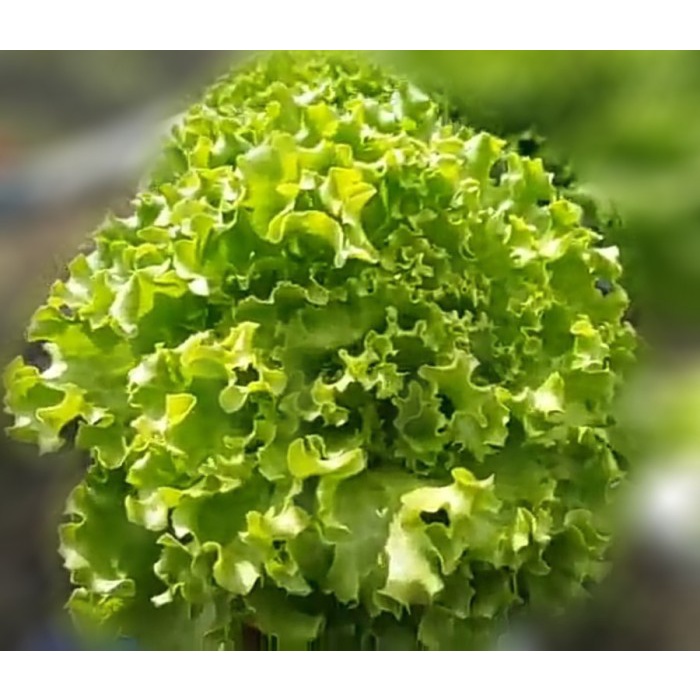 Sale Terbatas Benih Selada Maritima 500 Pills Selada Batavia Enza Indoseed Aman