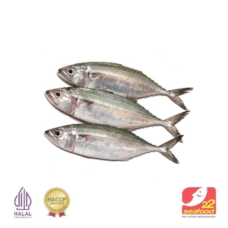 

LIMITED!!! Ikan Kembung 1 kg / Kualitas Segar / Indian Mackerel / Seafood 22
