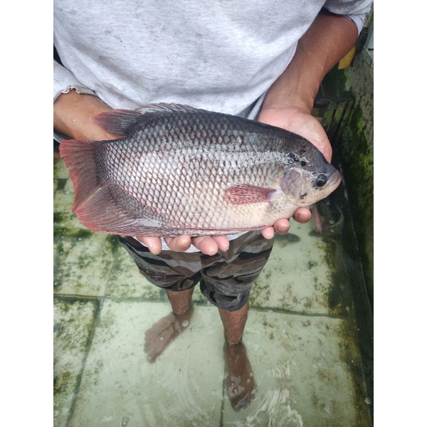 

IKAN GURAME SEGAR (bukan frozen) 500g/1kg FREE DIBERSIHKAN