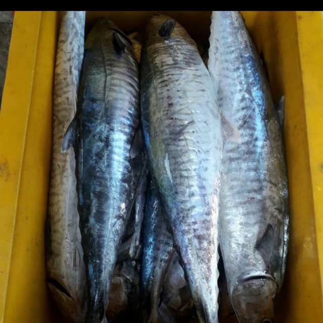 

Ikan giling tenggiri (BL super) kualitas EKSPOR putra fish bekasi