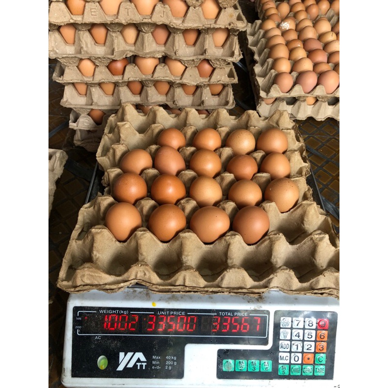 

Telur ayam negeri 1kg (+-16butir)