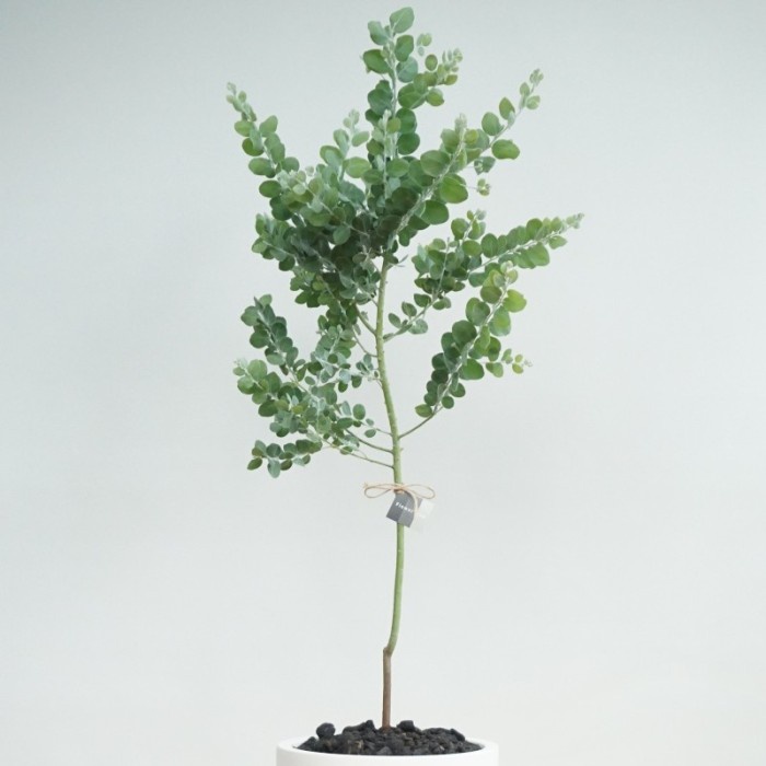 GoGreen Star Blue Pearl Acacia Tree Podalyriifolia - Tanaman Hias Indoor Outdoor