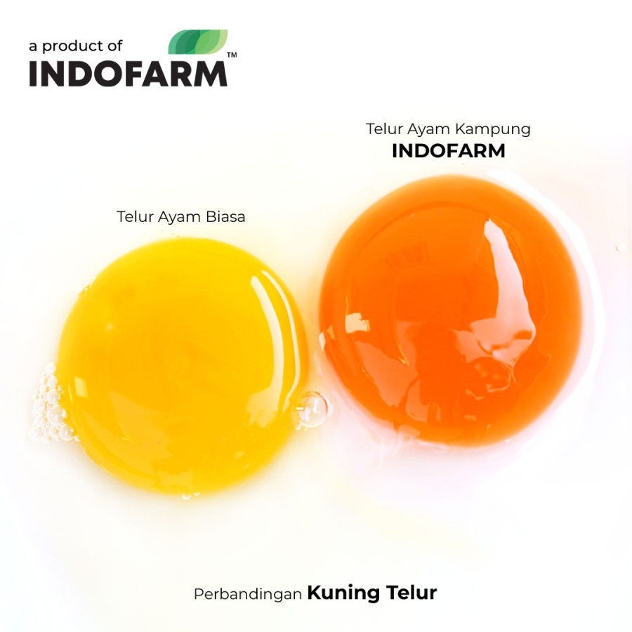 

LOLA Langsung Order Langsung Antar Telur Ayam KAMPUNG Organic Omega-3 Free Range Eggs INDOFARM 1 box