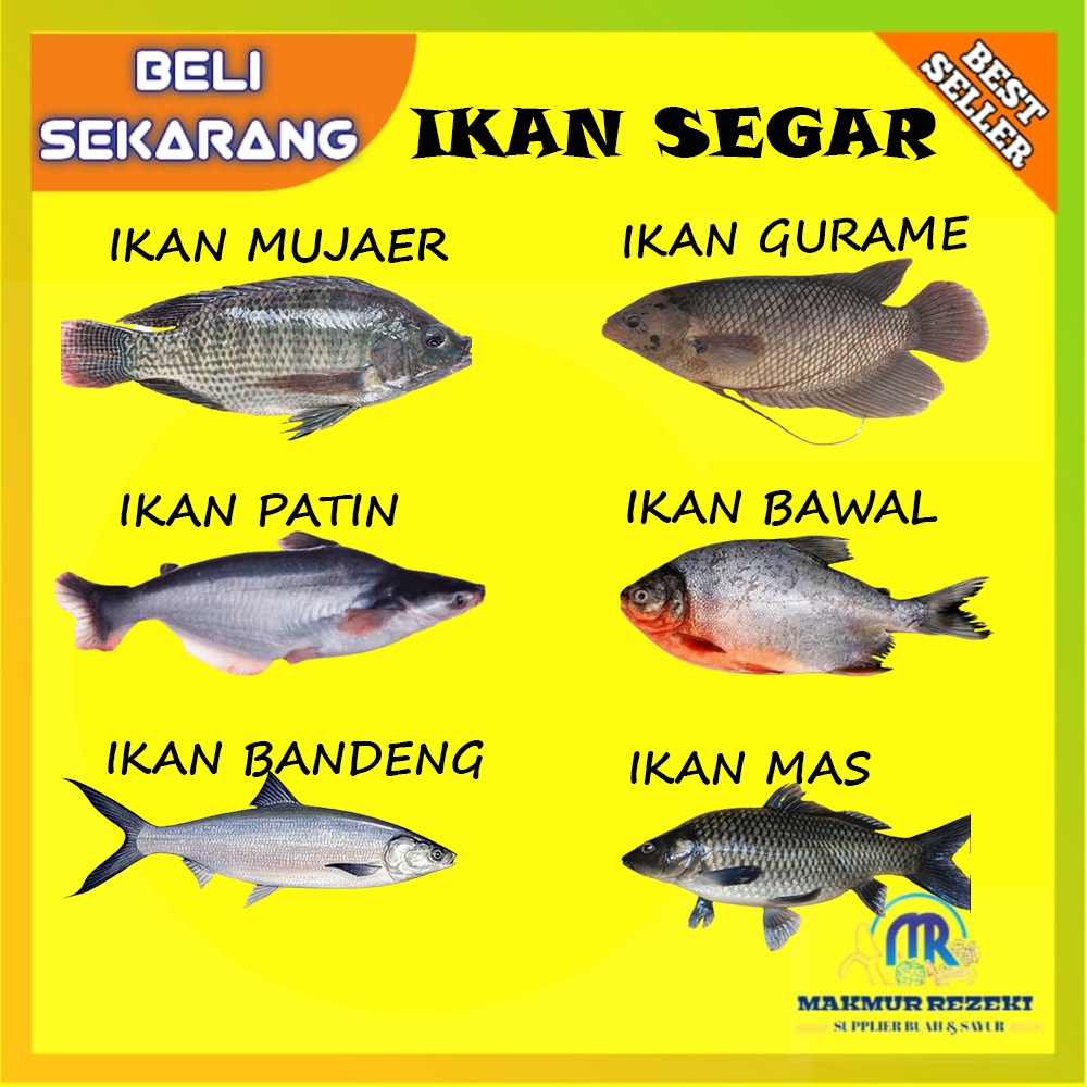 

IKAN GURAME / IKAN PATIN/ IKAN MUJAER / IKAN BAWAL / IKAN BANDENG / IKAN MAS