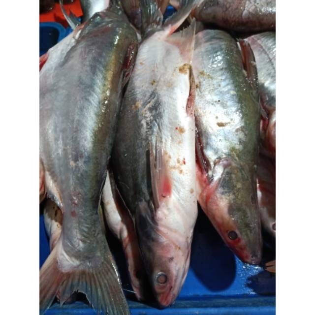 

(Good) Ikan Patin Segar 1 kg