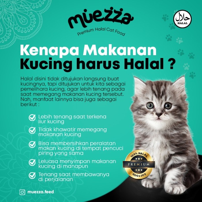 

Muezza Kitten