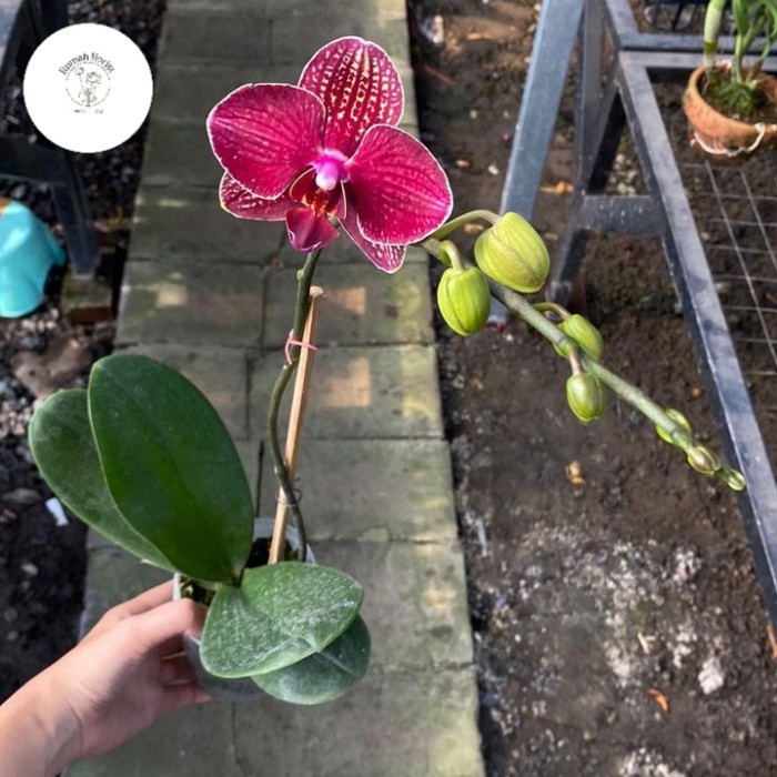 ANGGREK BULAN BUNGA UNGU MEWAH