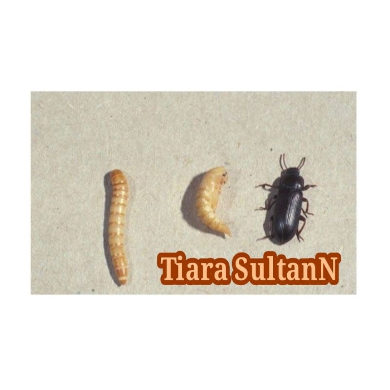 Baru Kotoran/Limbah Ulat Hongkong 5 Kg