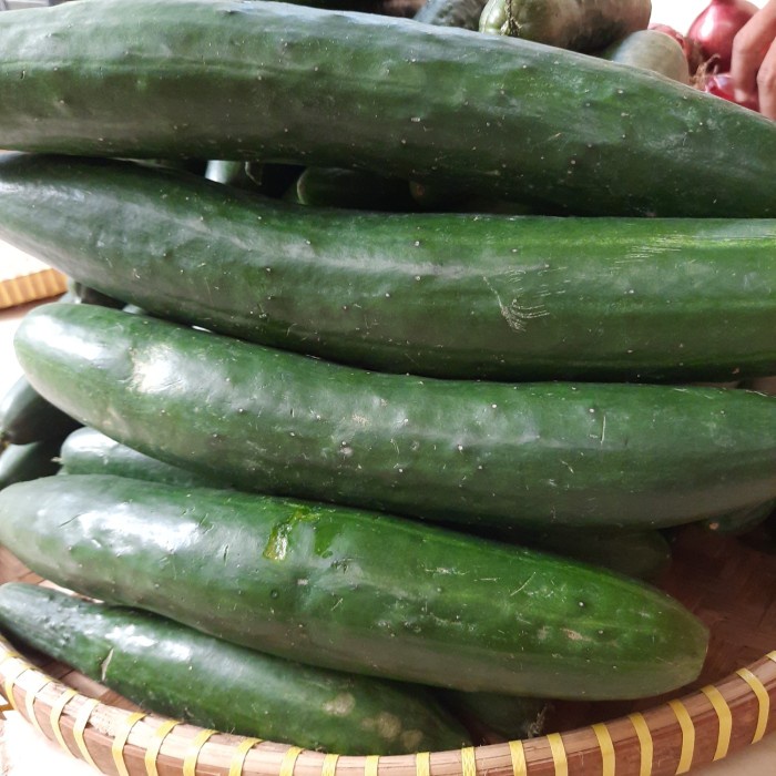 

Timun Jepang (Kyuri)