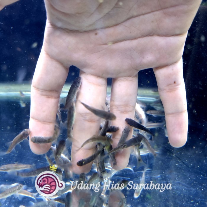 (BestSeller) Garra Rufa / Pemakan Lumut / Ikan Terapi / Ikan Hias Aquascape