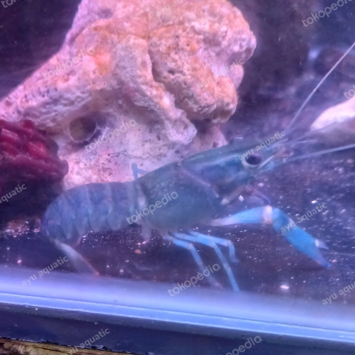 (BestSeller) Lobster air tawar biru blue hiasan aquarium