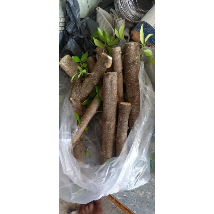 [BestSeller] ANTING PUTRI bibit bonsai anting putri fresh cuting bonsai anting putri batang putih