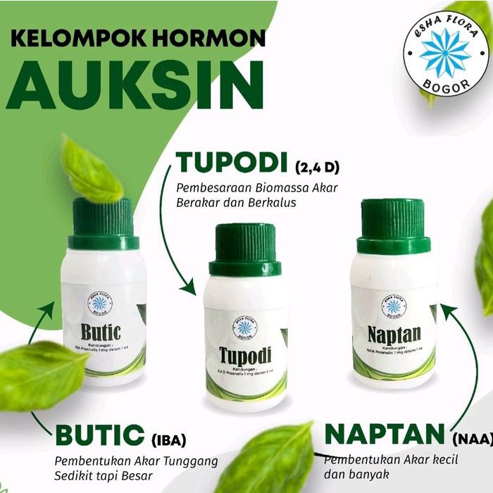 Hormon NAA NAPTAN Auksin Kultur Jaringan Esha Flora Murni Pro Analis