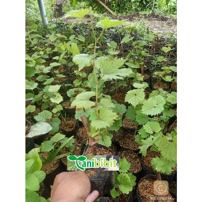 Bibit Anggur red master- Pohon Anggur - Tanaman cepat berbuah