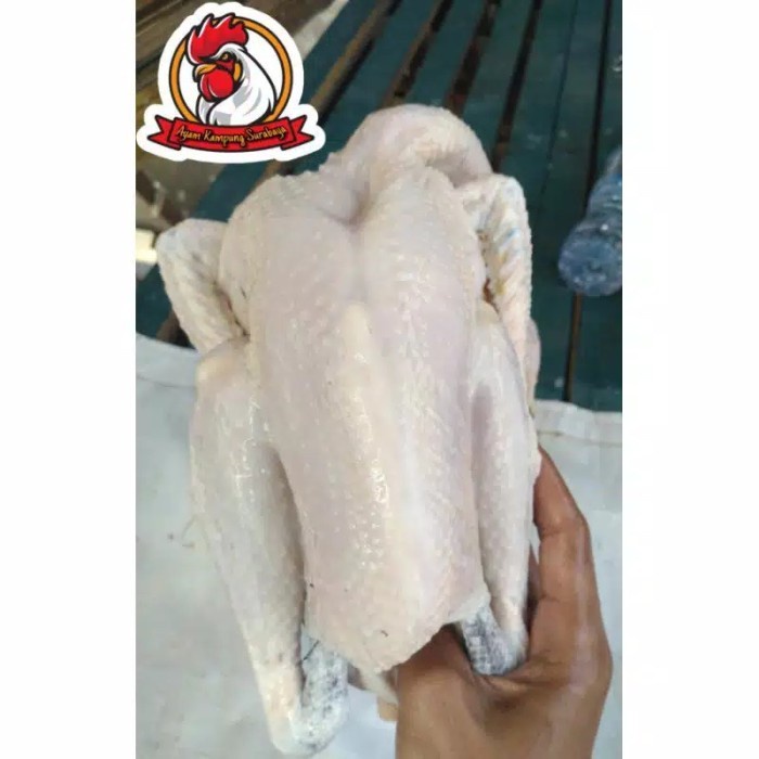 

(BestSeller) AYAM KAMPUNG SMALL 600-650 gr