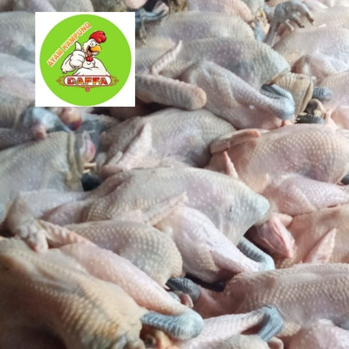 

(BestSeller) AYAM KAMPUNG MEDIUM 700-800gr