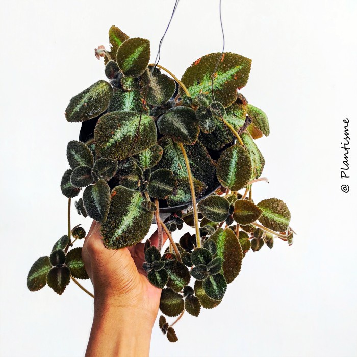 GoGreen Star Episcia Blue Nile Tanaman Hias Bunga Gantung Menjuntai Indoor Outdoor