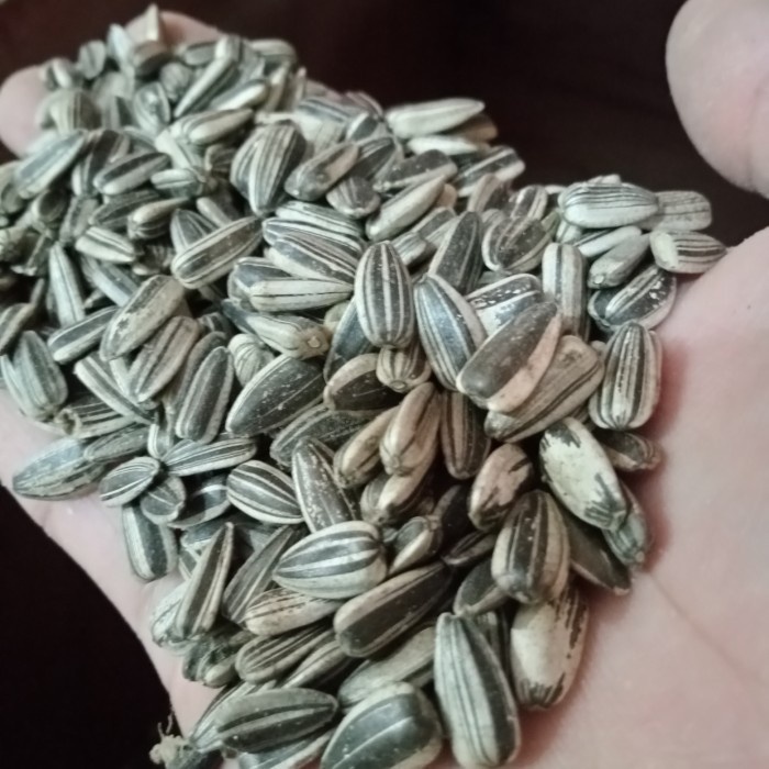 

BIJI KUACI KWACI HITAM 25 kg SUN SEED BUNGA MATAHARI PAKAN GRAB/GOJEK