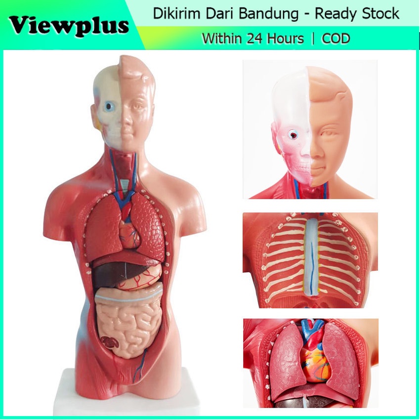 

Torso Anatomi Manusia Setengah Tubuh / Model Anatomi Tubuh Manusia / Alat Peraga Pendidikan Biologi