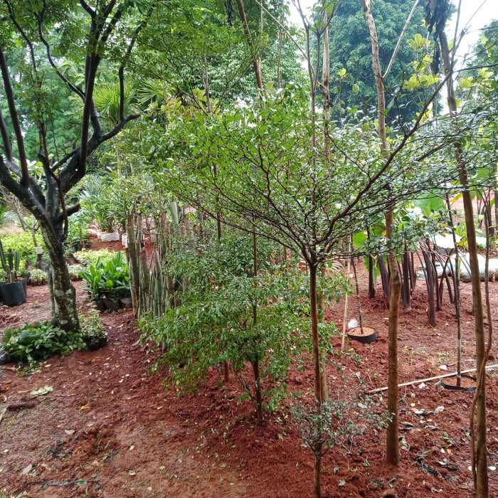 Tanaman Hias Ketapang Kencana T 250 Cm // Pohon Ketapang Kencana Hijau #Gratisongkir