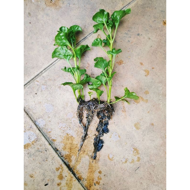 bibit bayam Brazil/tanaman hidup/ bayam Brazil/bibit bayam/paket 3bibit bayam Brazil/paket 10 bibit