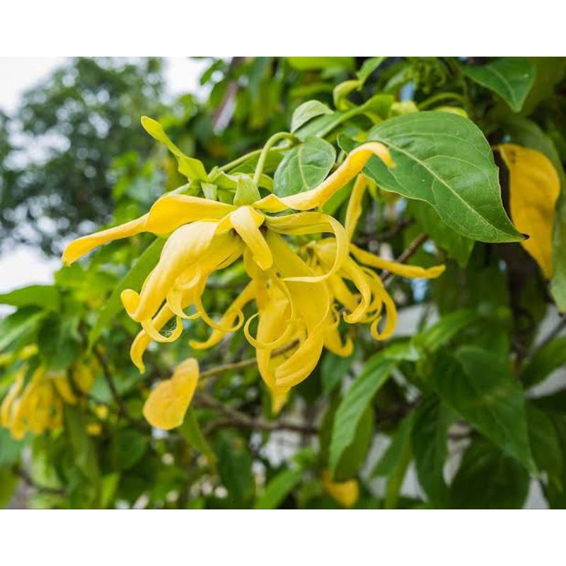 {{ ( BISA COD ) Tanaman Hias Bunga Kenanga Pohon Kenanga / Tanaman Hidup Bunga Kenanga Bunga Hias