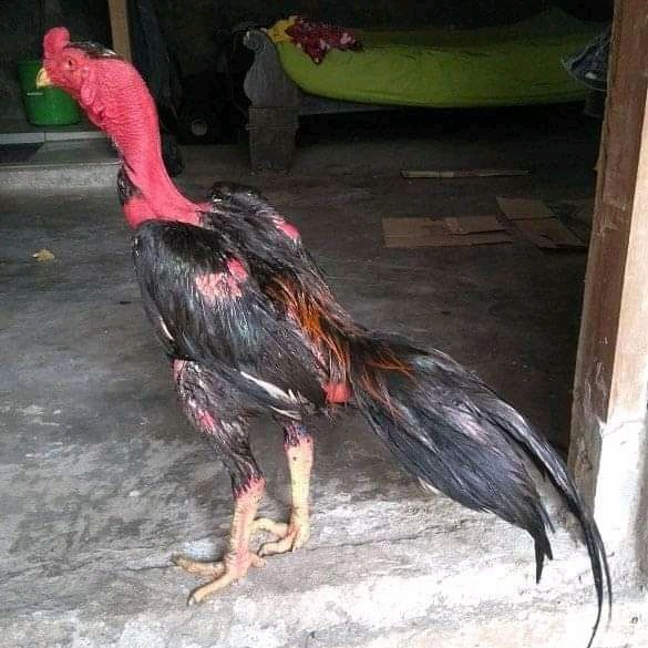 ayam jago saigon silangan Bangkok clasic/8 -10bulan