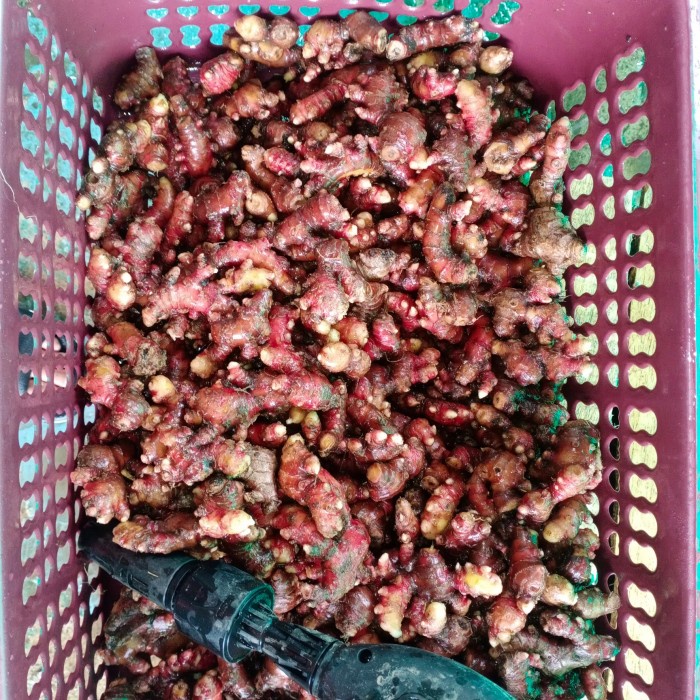 

Jahe Merah Segar Ukuran Kecil 1 kg Tetap Tua