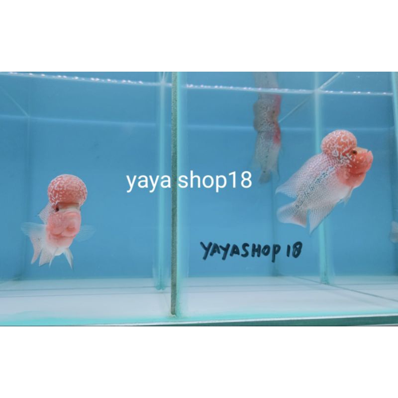 Ready Louhan Srd / Srm Ori Thailand Kualitas Bagus Hiasan Aquarium Best Seller