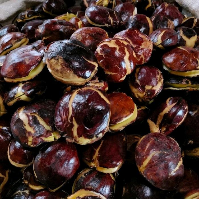 

JTTOP" JENGKOL TUA SUDAH FULL SORTIL PER 500 GRM_ 1KG