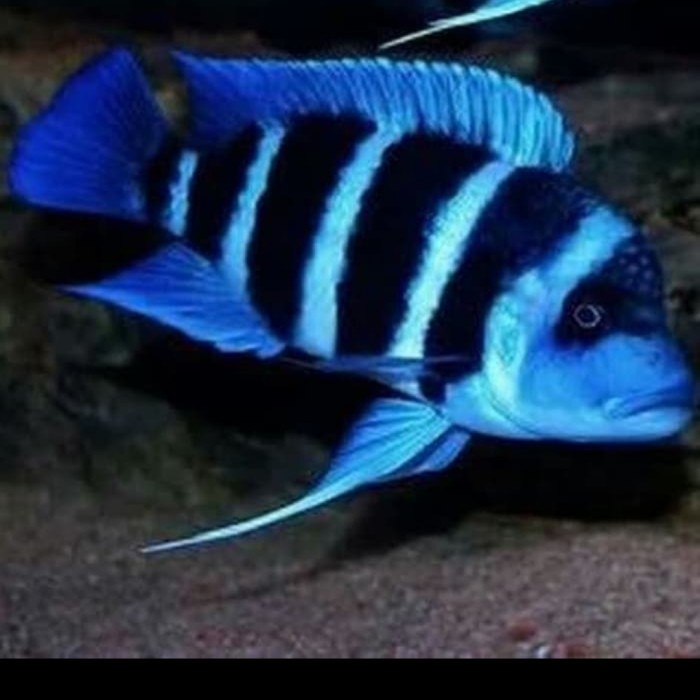 Mpimbwe Blue Frontosa Cichlid Tanganyikan African Um