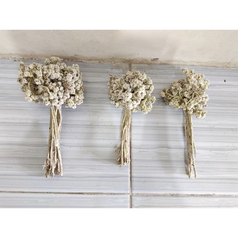 PROMO / Bunga Edelweis Bunga edelweis kering Buket bunga edelweis