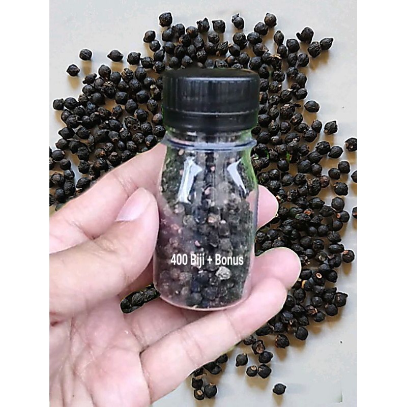 

400 Biji Buah Angkung Kering Obat Stroke + Bonus 20 Biji WE!