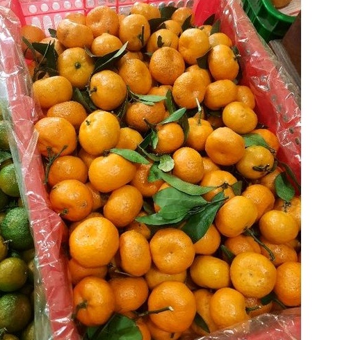 

Jeruk Santang manis WE!